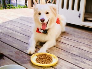 馬肉自然づくり食いつき悪い等の口コミはある？食べない時の対処方法とは