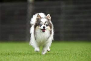 アーテミスアガリクス食いつきが悪い等の口コミはある？食べない時の対処方法とは