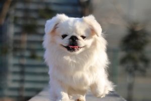 ネイティブドッグフード食いつき悪い等の口コミはある？食べない時の対処方法とは