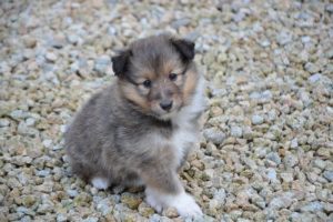 シェフドッグ食いつきが悪い等の口コミはある？食べない時の対処方法とは